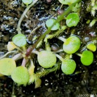 Utricularia striatula Sm.